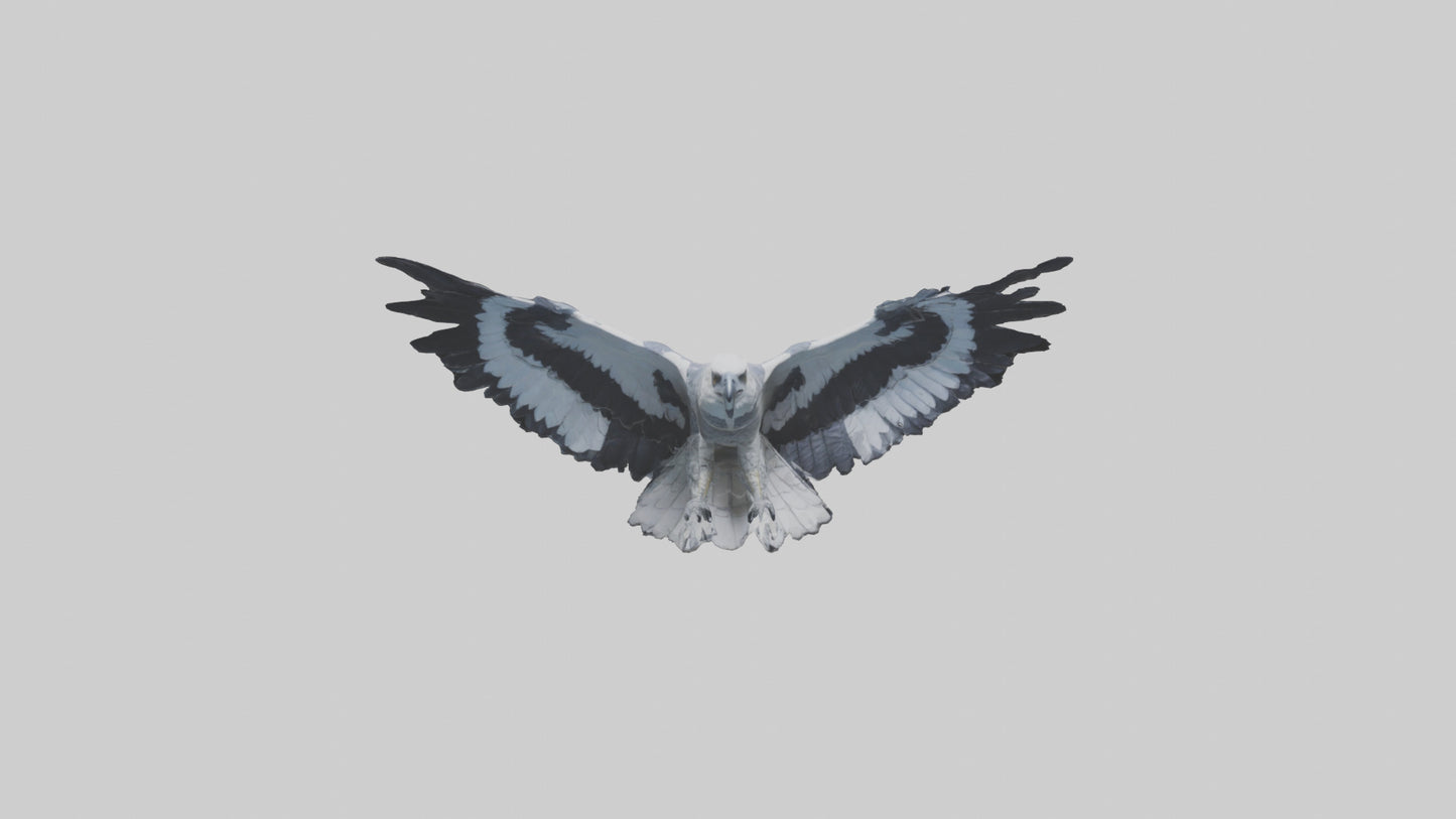3D model Harpy Eagle soaring model VR / AR / low-poly