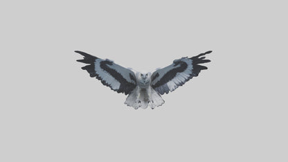 3D model Harpy Eagle soaring model VR / AR / low-poly