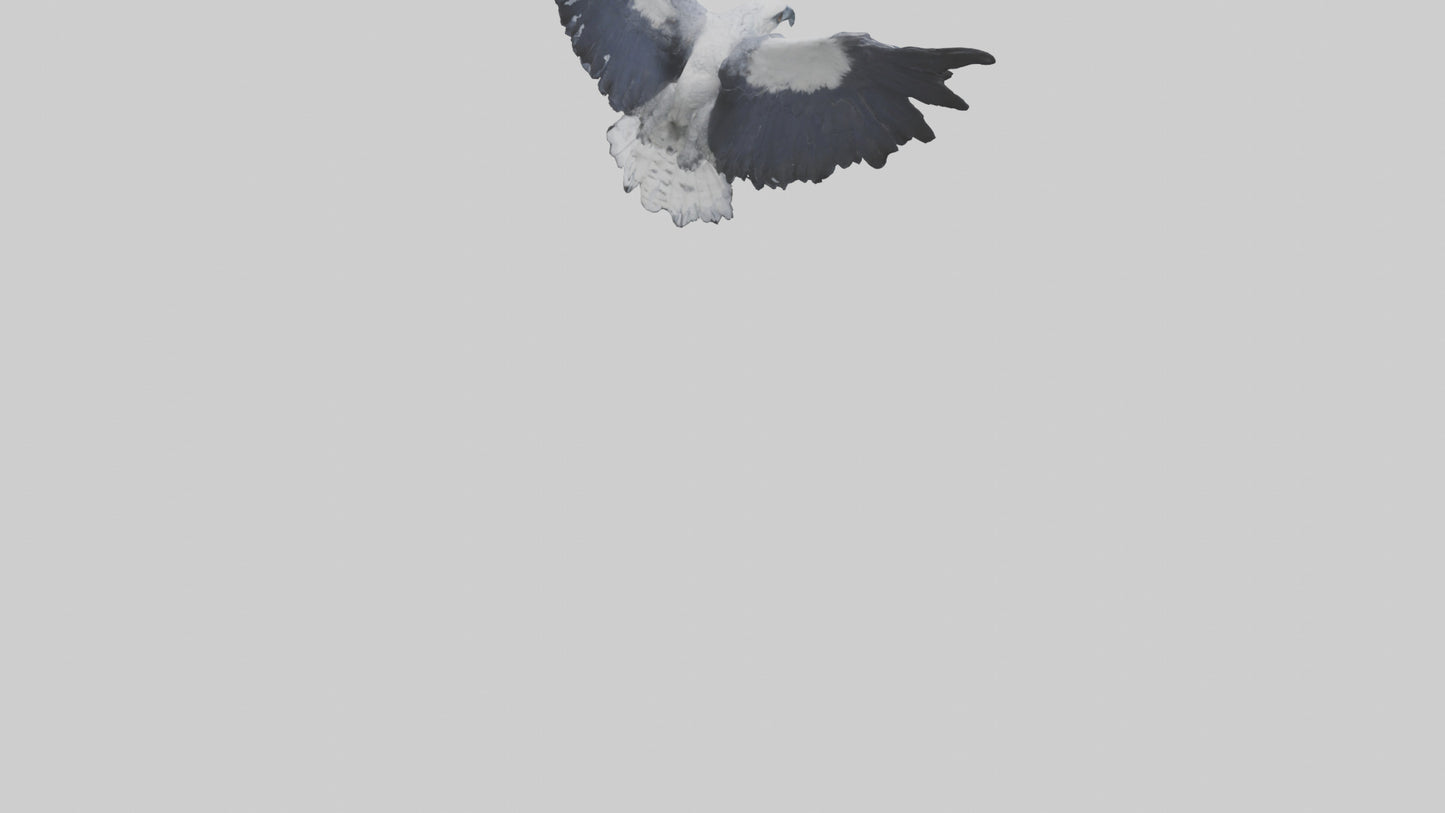3D model Harpy Eagle soaring model VR / AR / low-poly