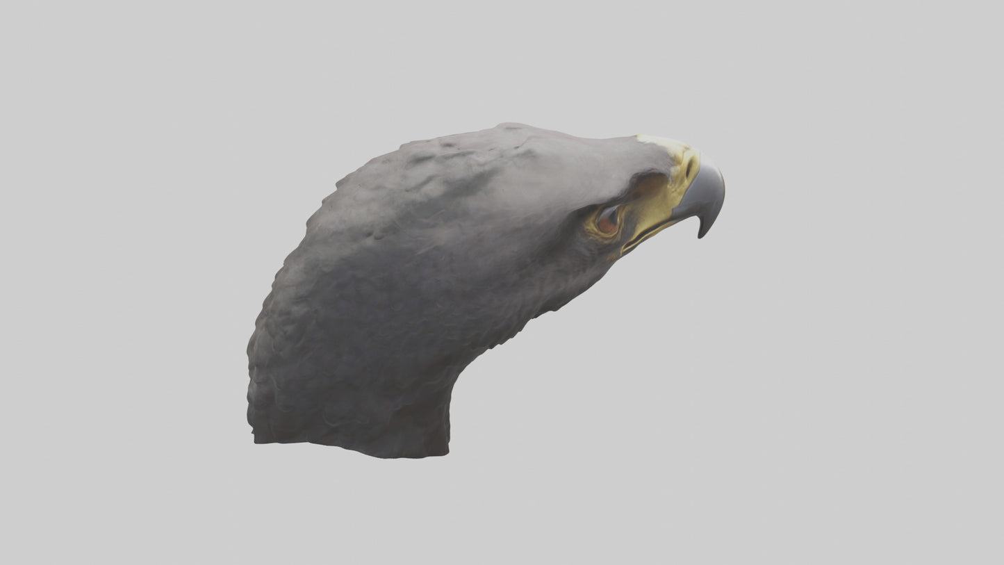 3D model Hawk Beak Model VR / AR / low-poly