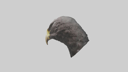 3D model Hawk Beak Model VR / AR / low-poly