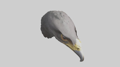3D model Hawk Beak Model VR / AR / low-poly
