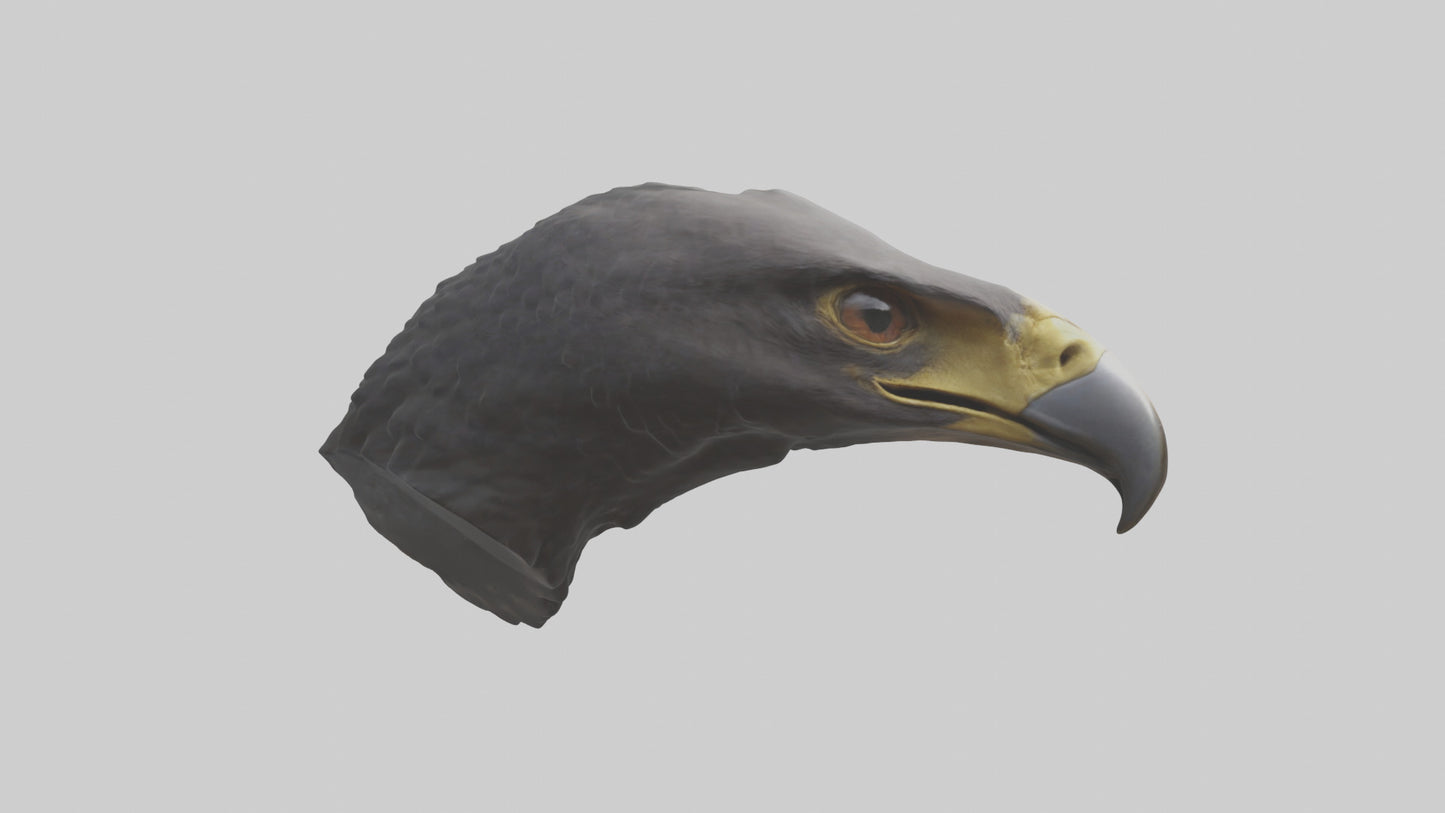 3D model Hawk Beak Model VR / AR / low-poly