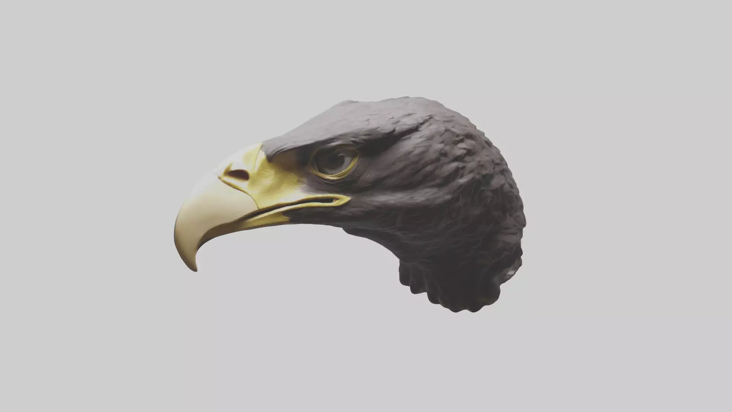 3D model Hawk Beak Model VR / AR / low-poly