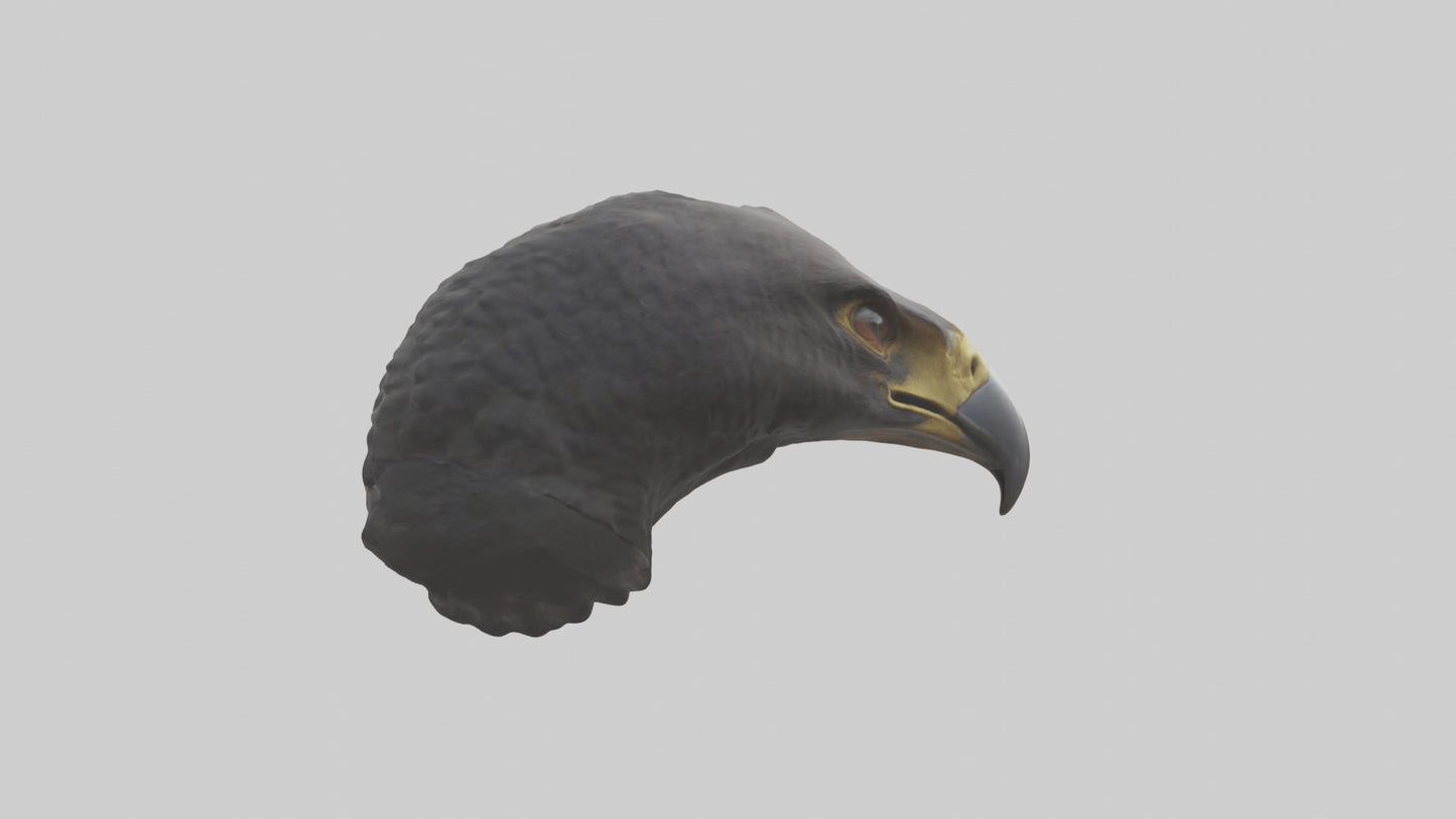 3D model Hawk Beak Model VR / AR / low-poly