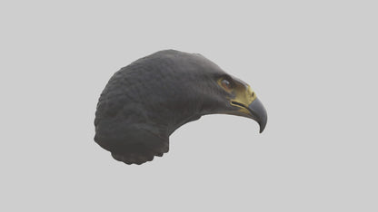 3D model Hawk Beak Model VR / AR / low-poly