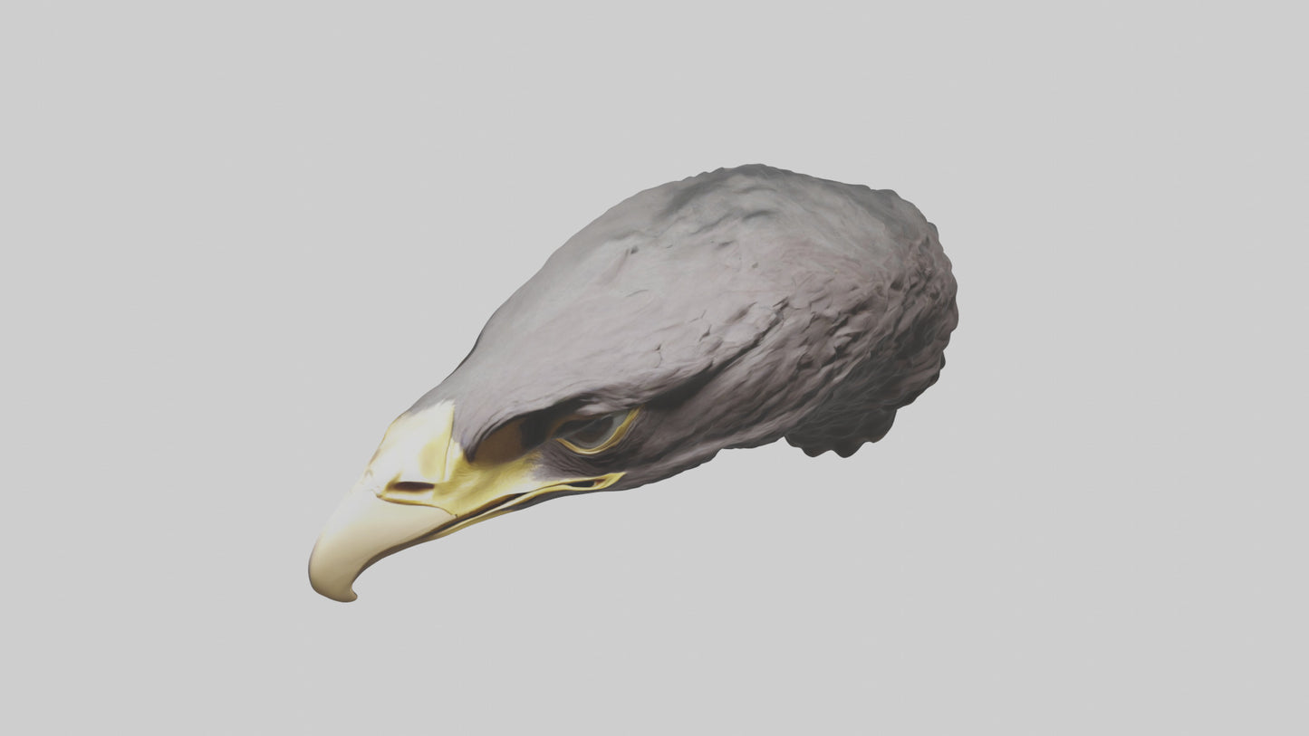 3D model Hawk Beak Model VR / AR / low-poly