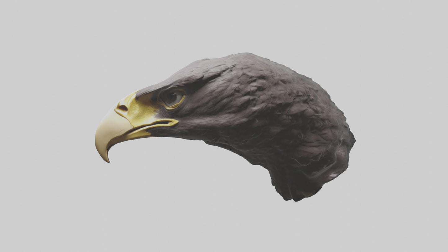 3D model Hawk Beak Model VR / AR / low-poly