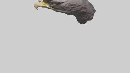 3D model Hawk Beak Model VR / AR / low-poly