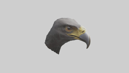 3D model Hawk Beak Model VR / AR / low-poly