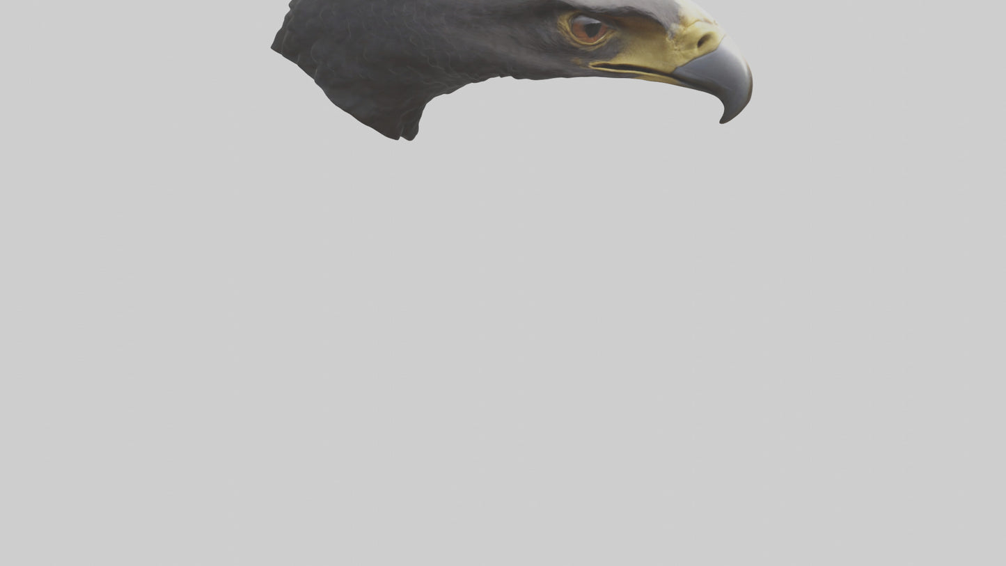 3D model Hawk Beak Model VR / AR / low-poly