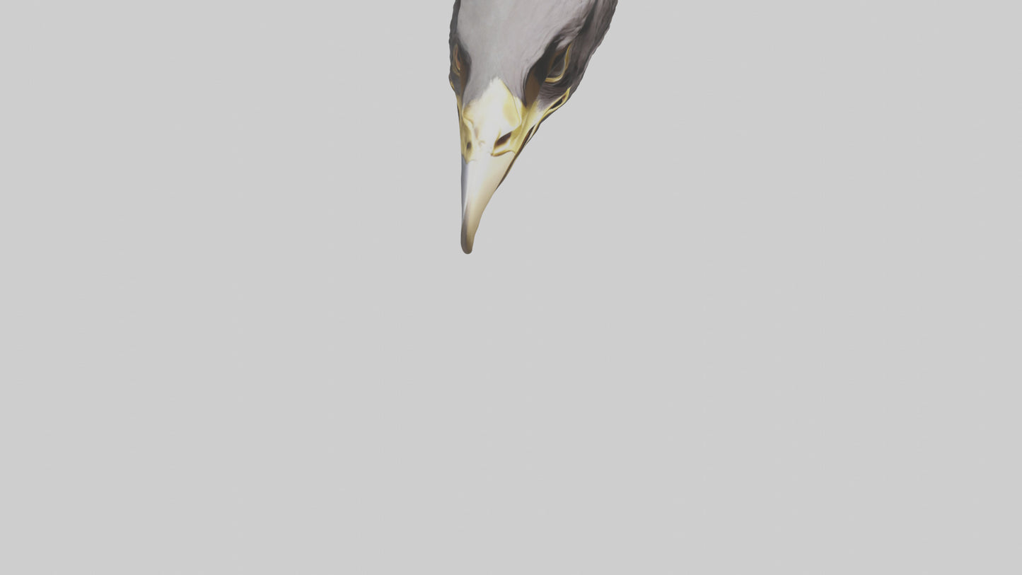 3D model Hawk Beak Model VR / AR / low-poly