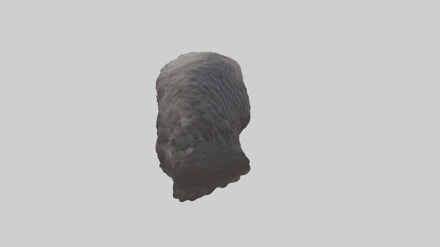 3D model Hawk Beak Model VR / AR / low-poly