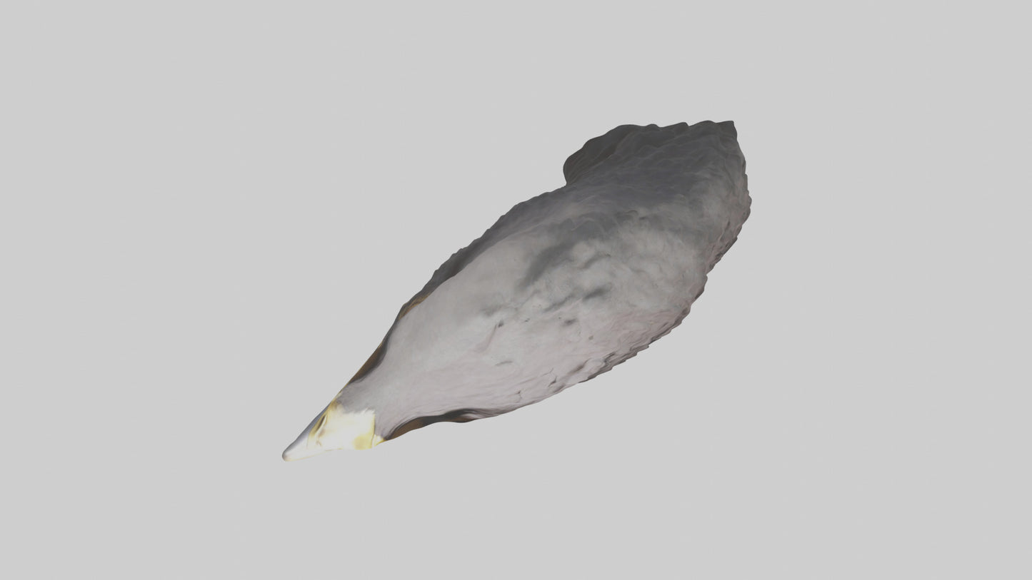 3D model Hawk Beak Model VR / AR / low-poly