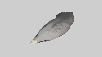 3D model Hawk Beak Model VR / AR / low-poly