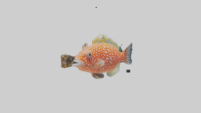 3D model Hawkfish perched on coral model VR / AR / low-poly