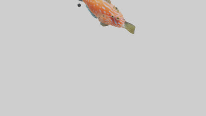 3D model Hawkfish perched on coral model VR / AR / low-poly