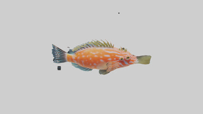 3D model Hawkfish perched on coral model VR / AR / low-poly