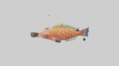 3D model Hawkfish perched on coral model VR / AR / low-poly
