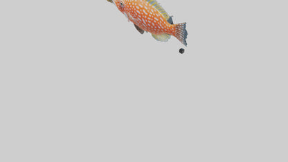 3D model Hawkfish perched on coral model VR / AR / low-poly