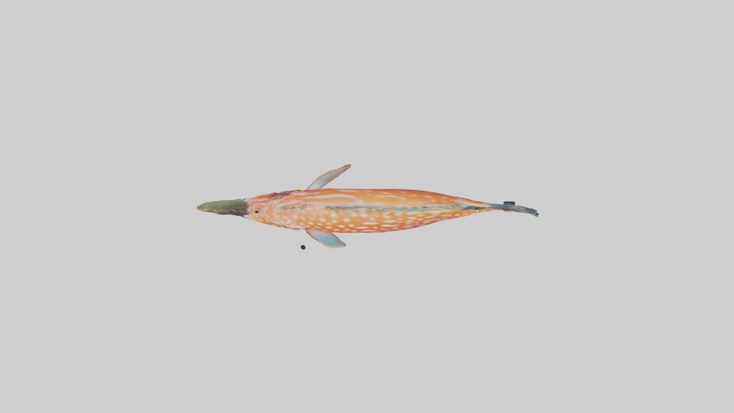 3D model Hawkfish perched on coral model VR / AR / low-poly
