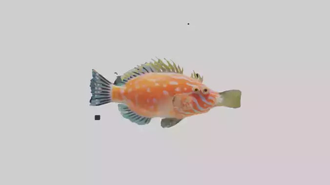 3D model Hawkfish perched on coral model VR / AR / low-poly