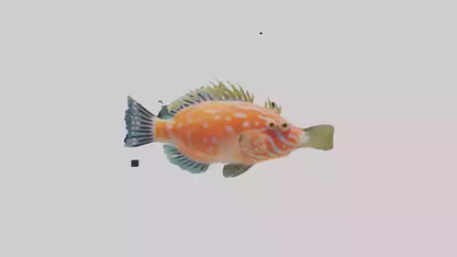 3D model Hawkfish perched on coral model VR / AR / low-poly