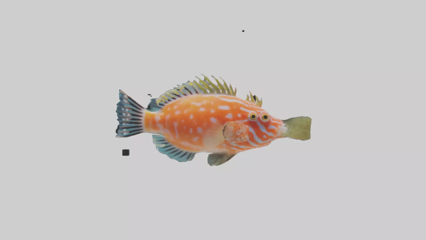 3D model Hawkfish perched on coral model VR / AR / low-poly