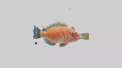 3D model Hawkfish perched on coral model VR / AR / low-poly