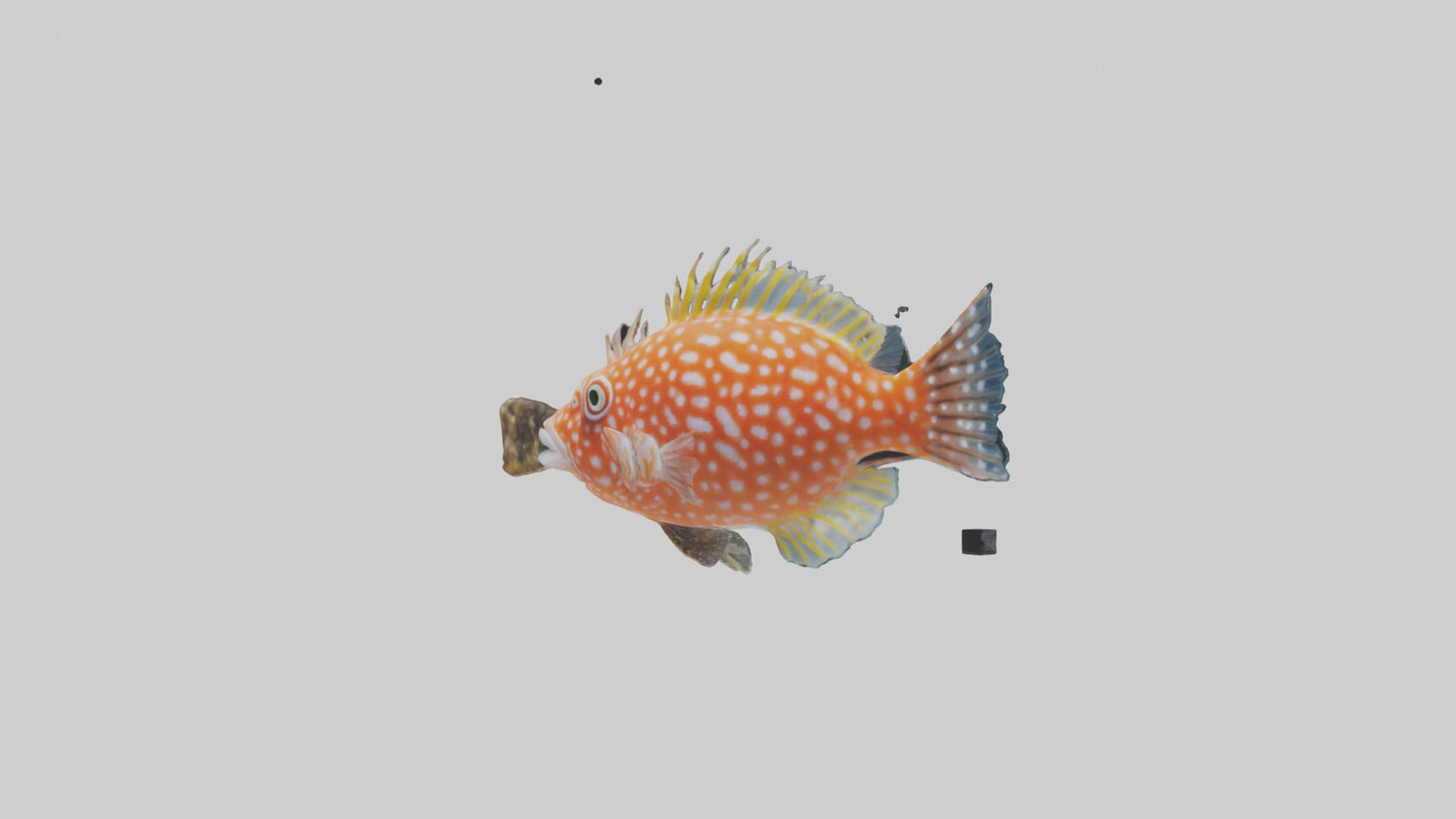 3D model Hawkfish perched on coral model VR / AR / low-poly