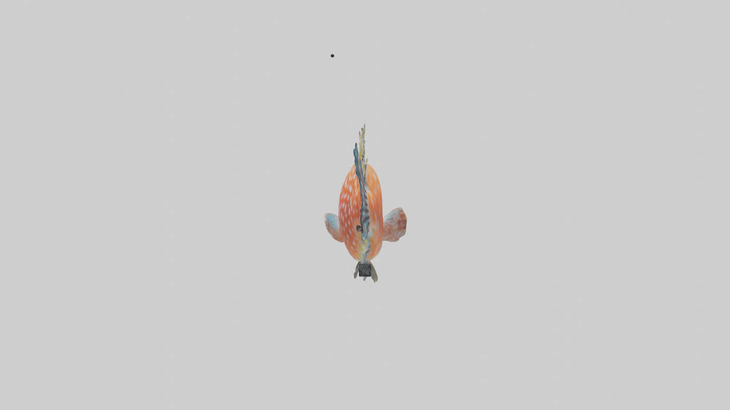 3D model Hawkfish perched on coral model VR / AR / low-poly