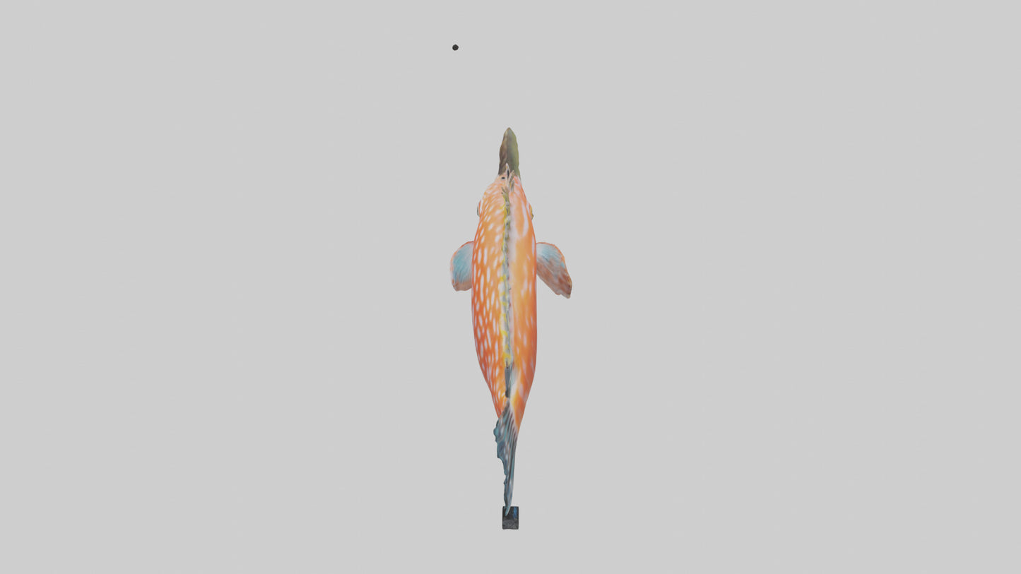 3D model Hawkfish perched on coral model VR / AR / low-poly