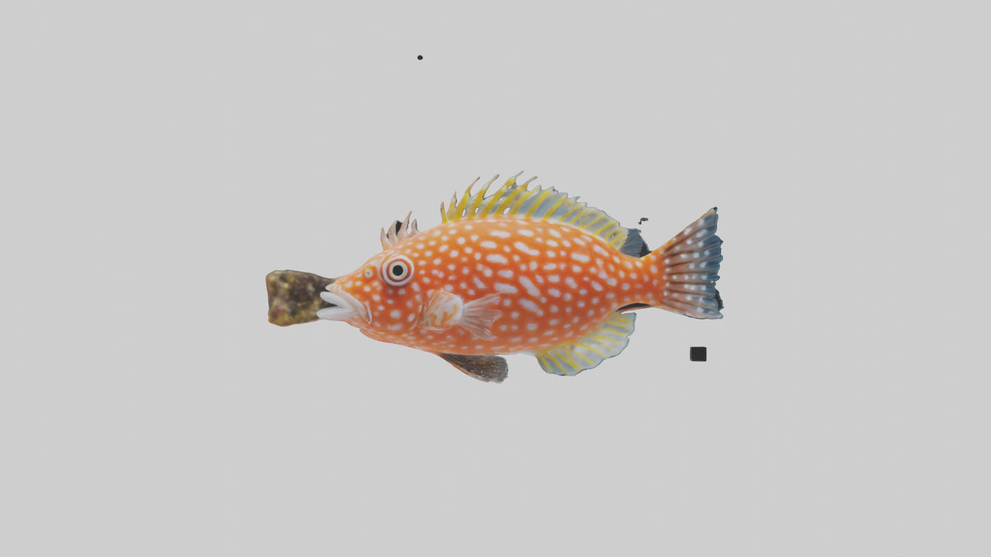 3D model Hawkfish perched on coral model VR / AR / low-poly