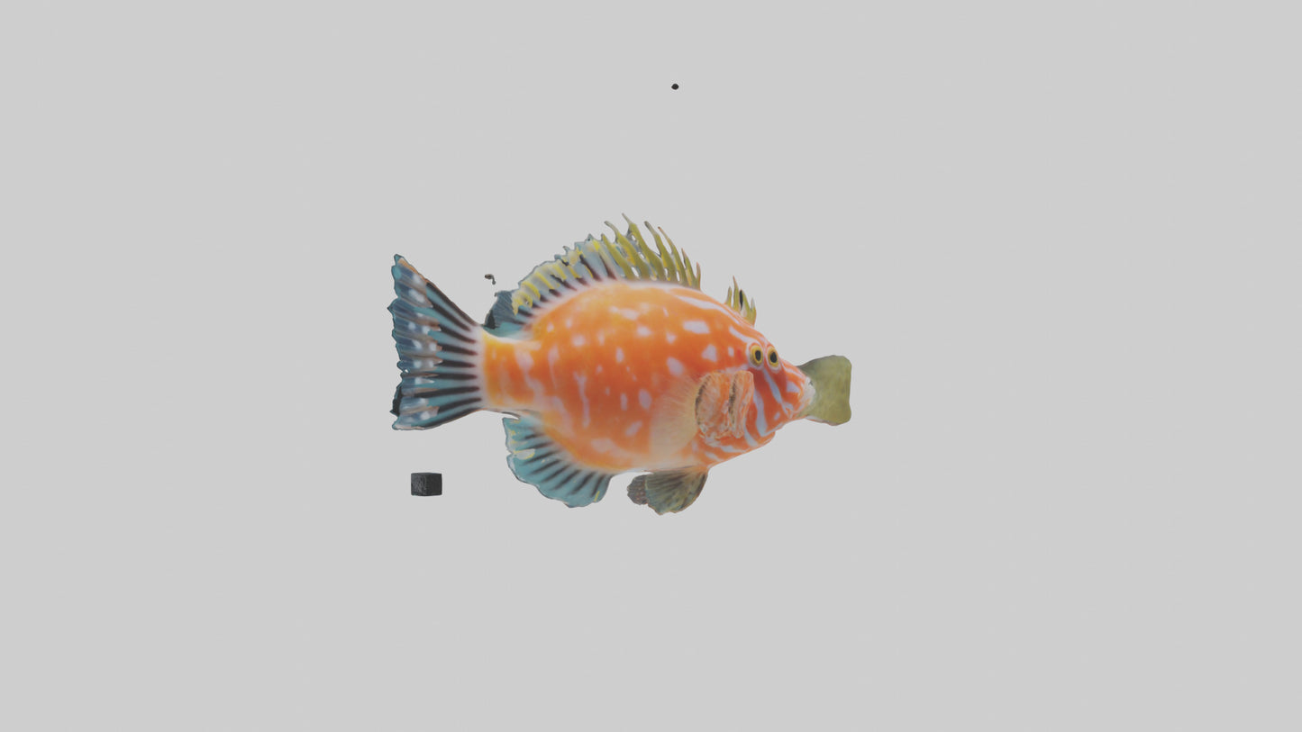 3D model Hawkfish perched on coral model VR / AR / low-poly