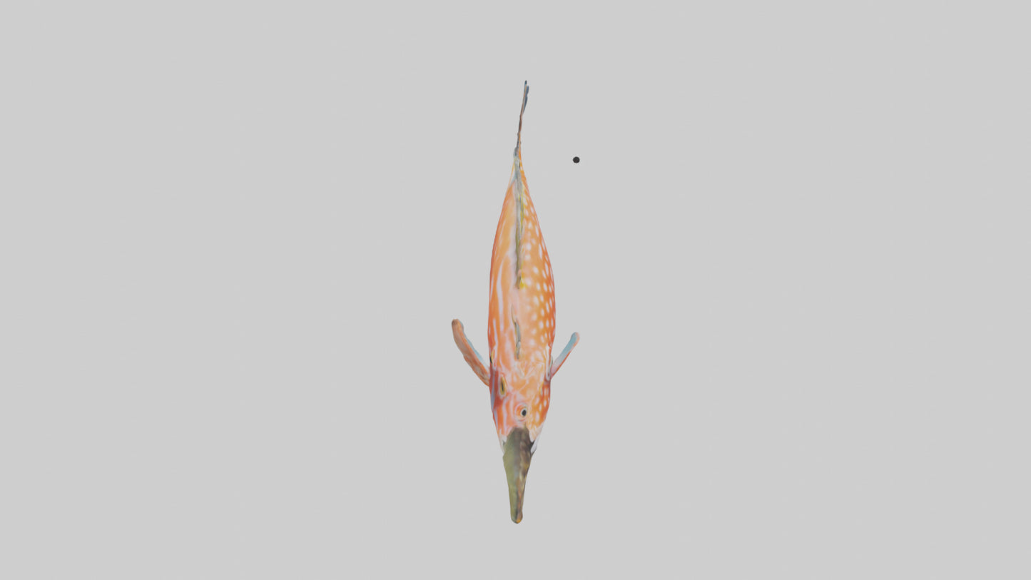 3D model Hawkfish perched on coral model VR / AR / low-poly