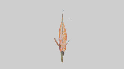 3D model Hawkfish perched on coral model VR / AR / low-poly