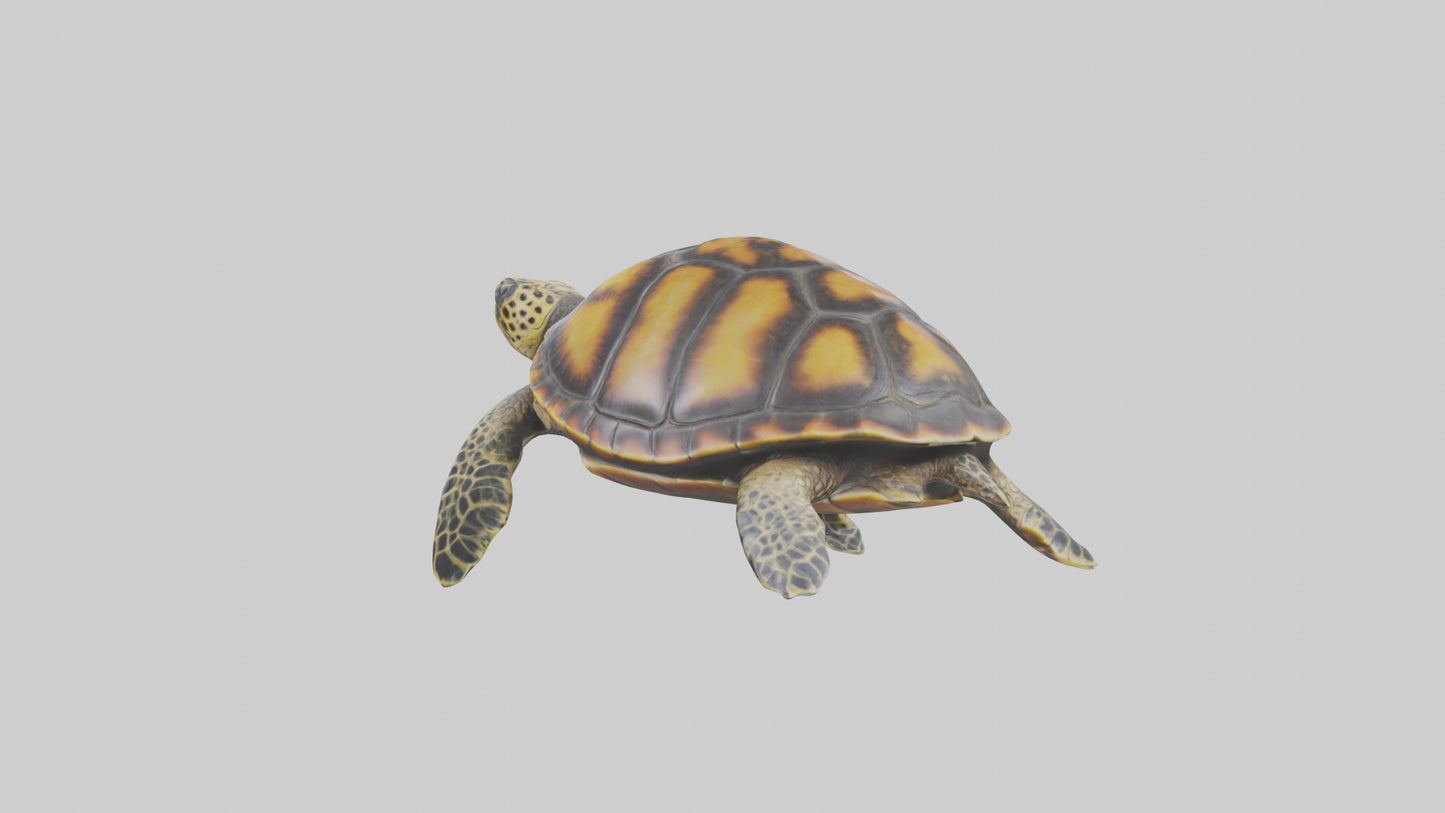 Hawksbill Turtle statue model VR / AR / low-poly