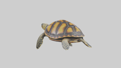 Hawksbill Turtle statue model VR / AR / low-poly