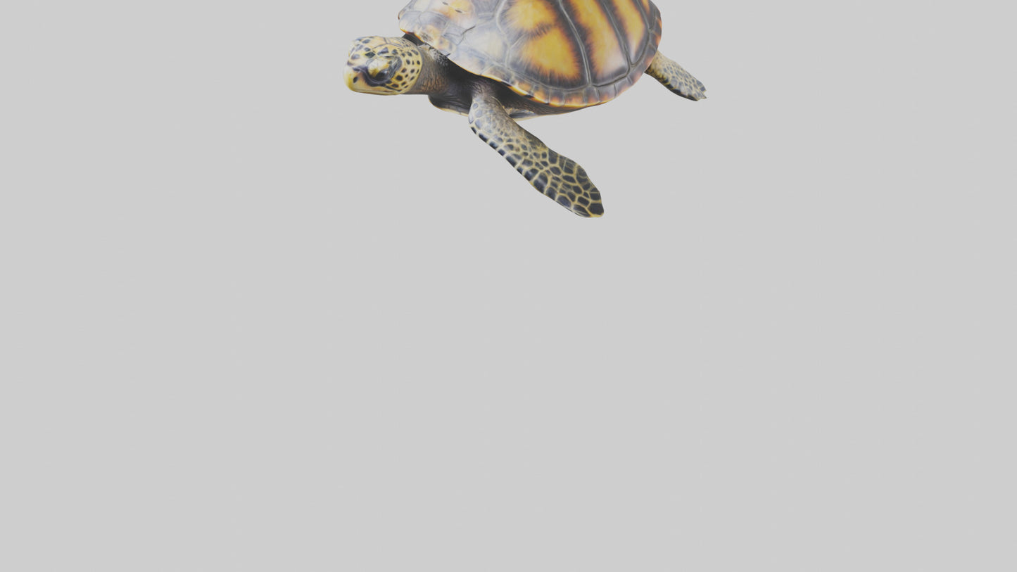 Hawksbill Turtle statue model VR / AR / low-poly
