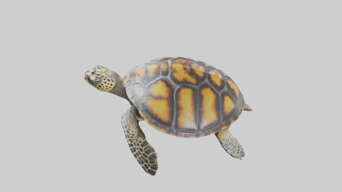 Hawksbill Turtle statue model VR / AR / low-poly