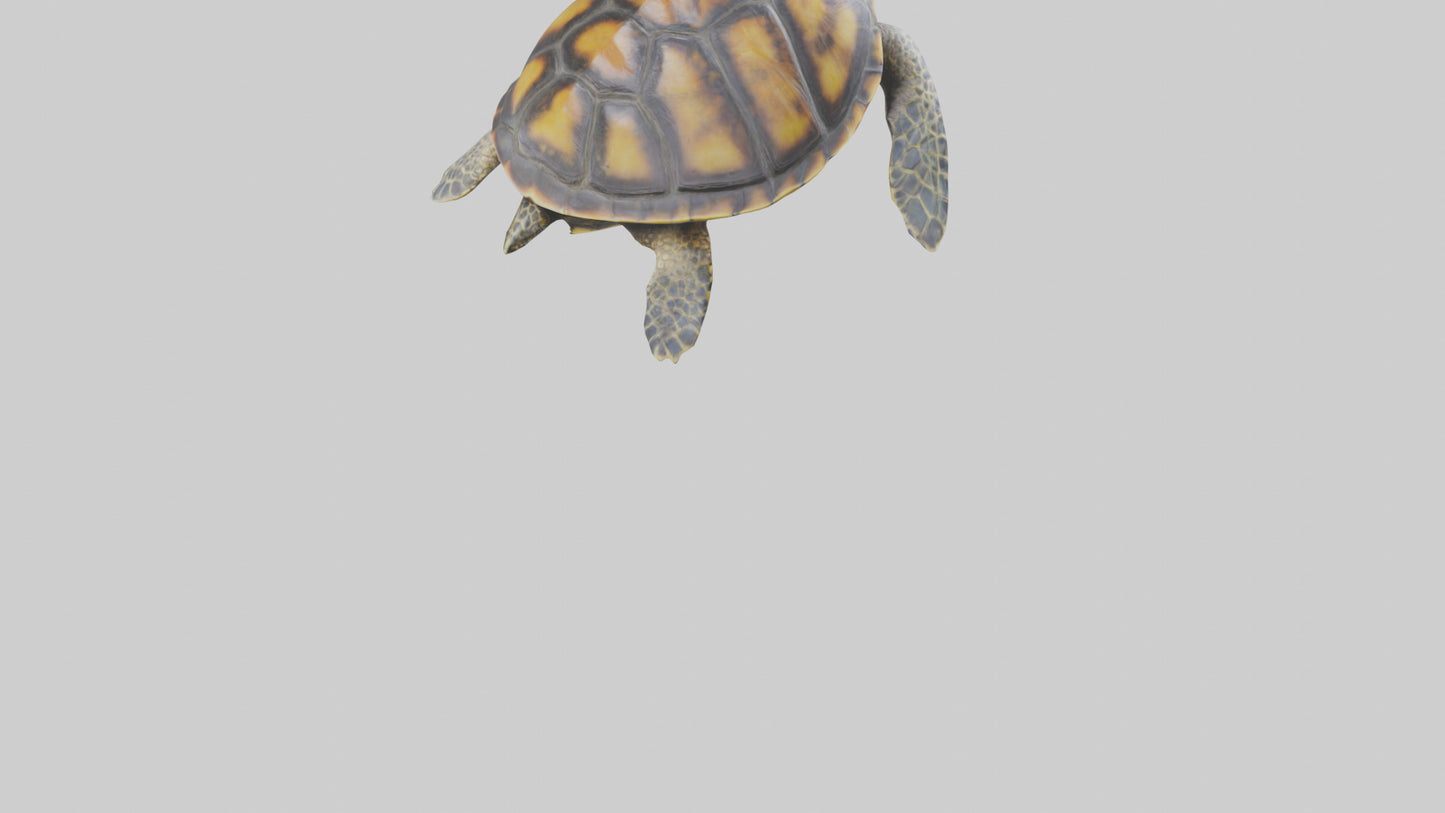 Hawksbill Turtle statue model VR / AR / low-poly