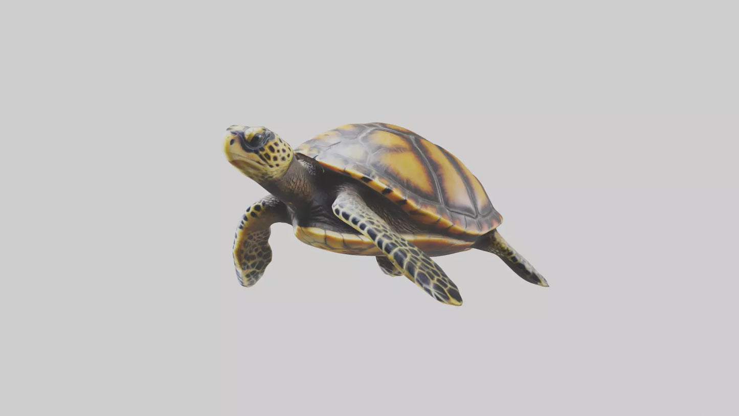 Hawksbill Turtle statue model VR / AR / low-poly