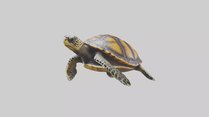 Hawksbill Turtle statue model VR / AR / low-poly