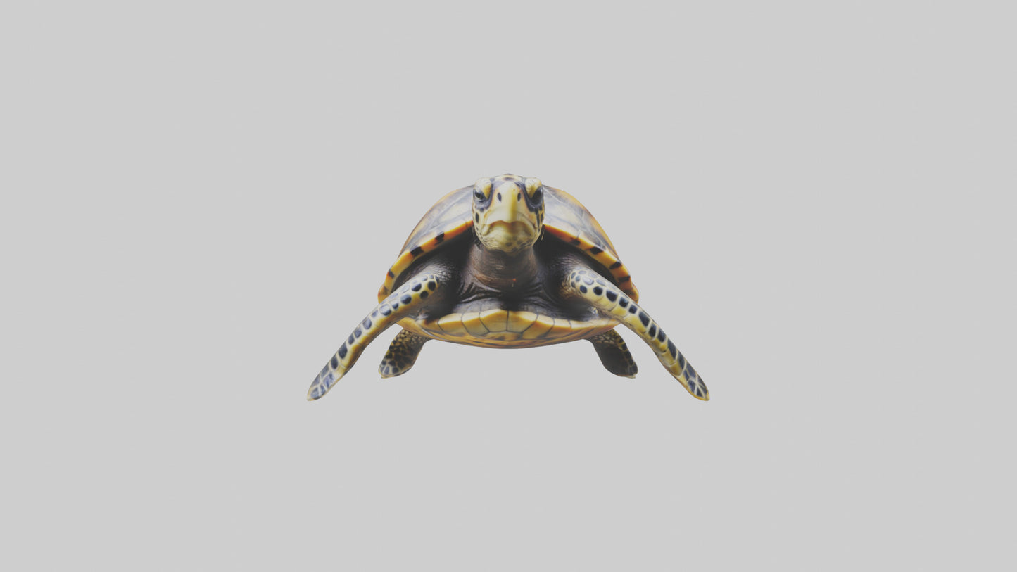 Hawksbill Turtle statue model VR / AR / low-poly