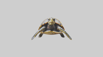 Hawksbill Turtle statue model VR / AR / low-poly