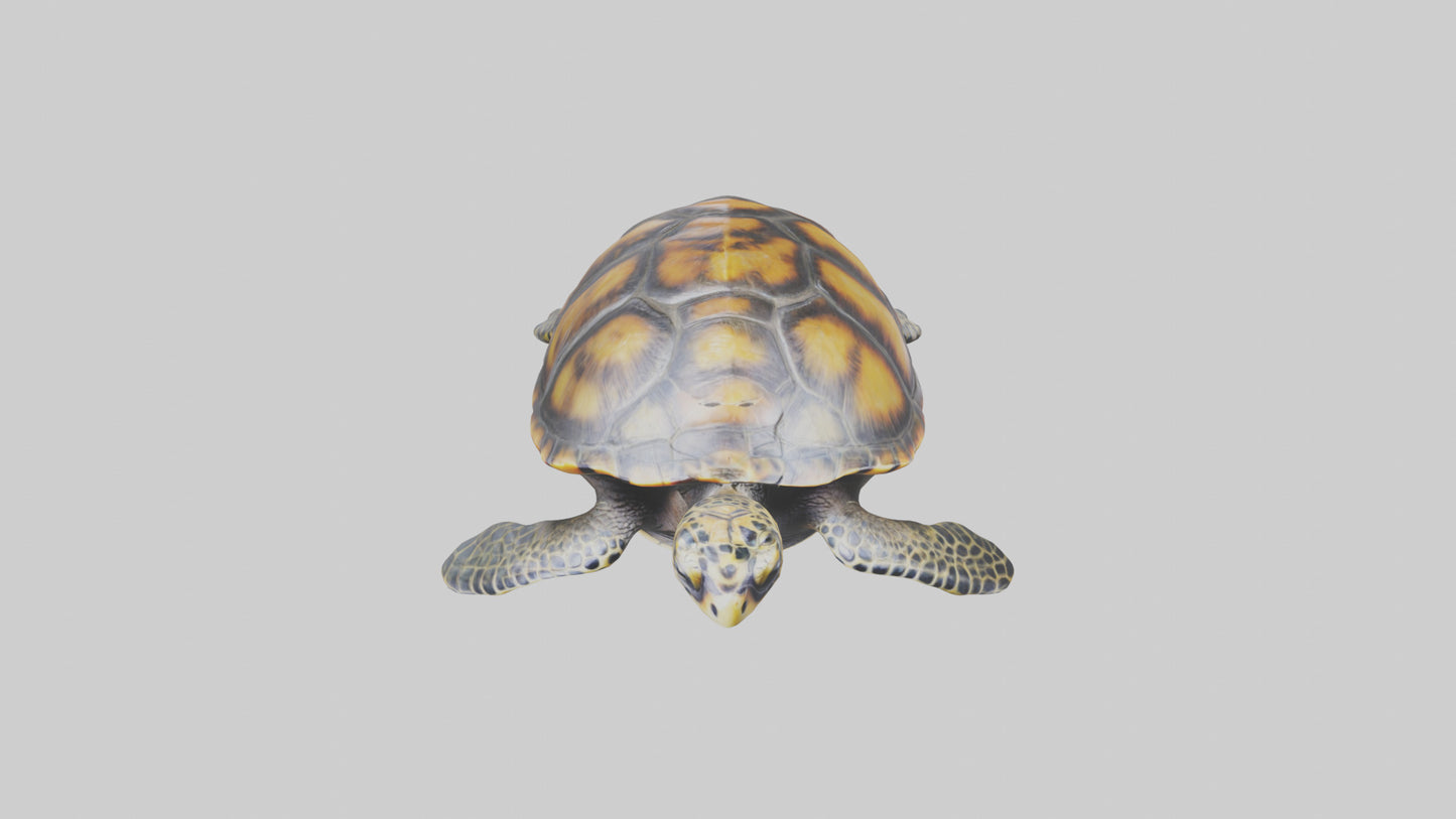 Hawksbill Turtle statue model VR / AR / low-poly