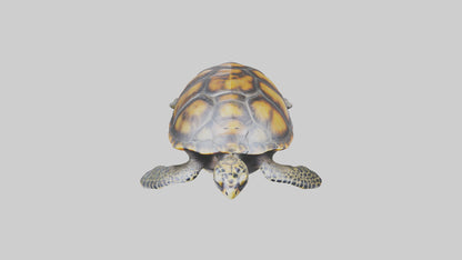 Hawksbill Turtle statue model VR / AR / low-poly