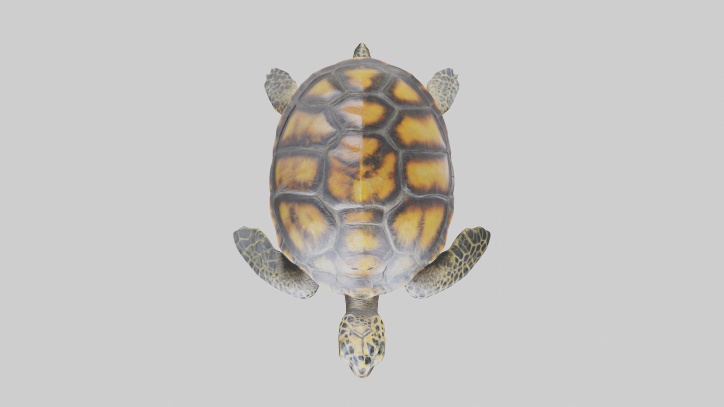 Hawksbill Turtle statue model VR / AR / low-poly