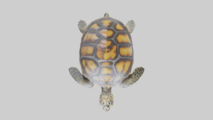 Hawksbill Turtle statue model VR / AR / low-poly