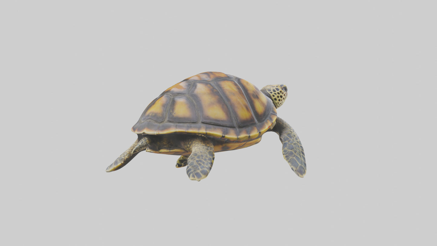 Hawksbill Turtle statue model VR / AR / low-poly